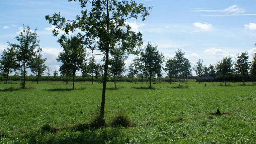 Land- en tuinbouwers kunnen rekenen op 75% terugbetaling als ze hun streekeigen plantmateriaal aankopen bij West-Vlaamse boomkwekers.