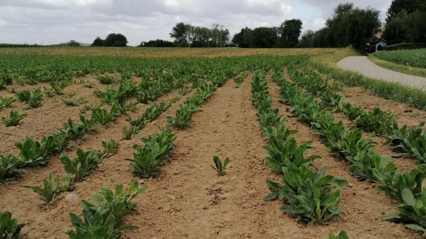 Na alle droogte- en opkomstproblemen die de cichoreiteelt in 2020 kende, bleef een grillige en ontoereikende gewasstand het ganse seizoen merkbaar.