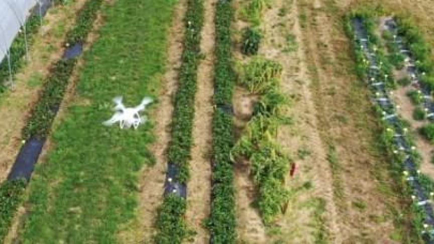 Een drone maakt beelden van een aardbeiveld om een oogstvoorspelling te kunnen maken.