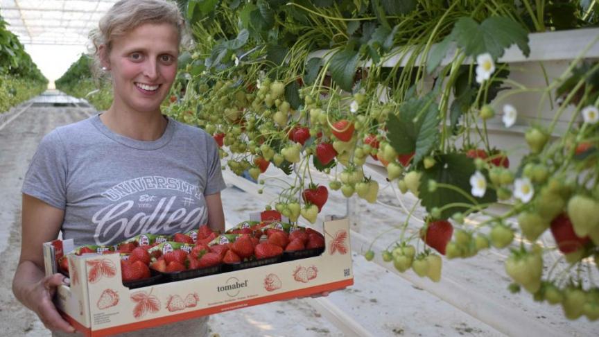 Tijdens de eerste lockdown was er een grote vraag naar Belgische aardbeien en de prijzen op de veilingen weerspiegelden dit met een stijging van maar liefst 30,6%.