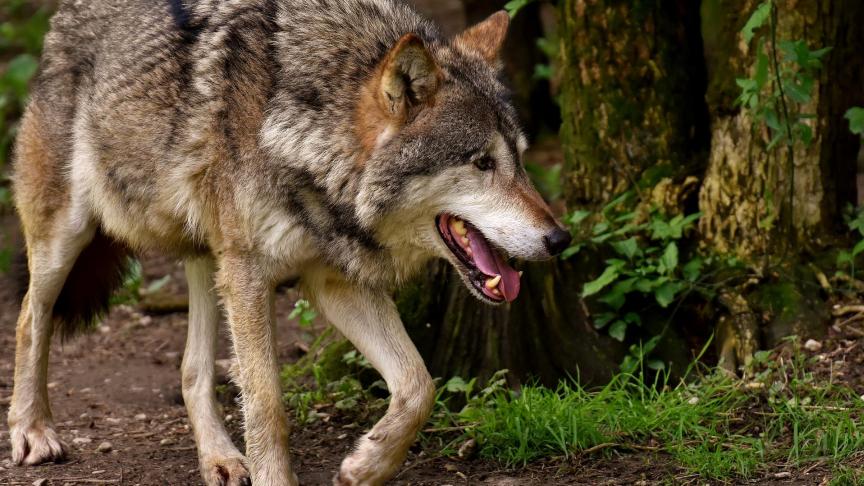 DNA-onderzoek bewees dat de Luxemburgse schapen door een wolf werden gedood.