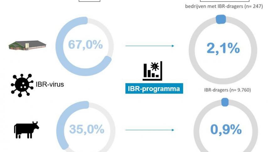 De figuur vergelijkt het percentage IBR-besmette bedrijven en het percentage IBR-dragerdieren van vandaag (9 jaar na de start van de gemeenschappelijke aanpak) met de situatie in 1997 (toen er nog geen sprake was van een programma).