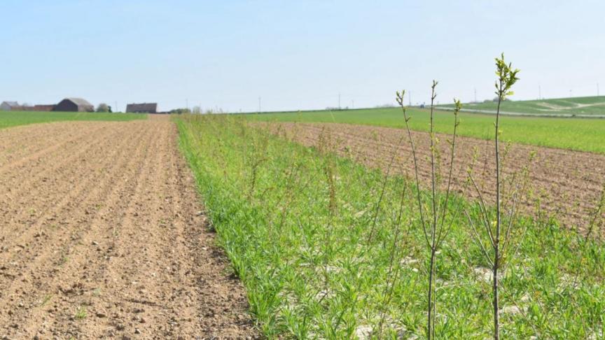 Eric Barchman plantte bijna 3 km heggen op zijn velden in Overijse.