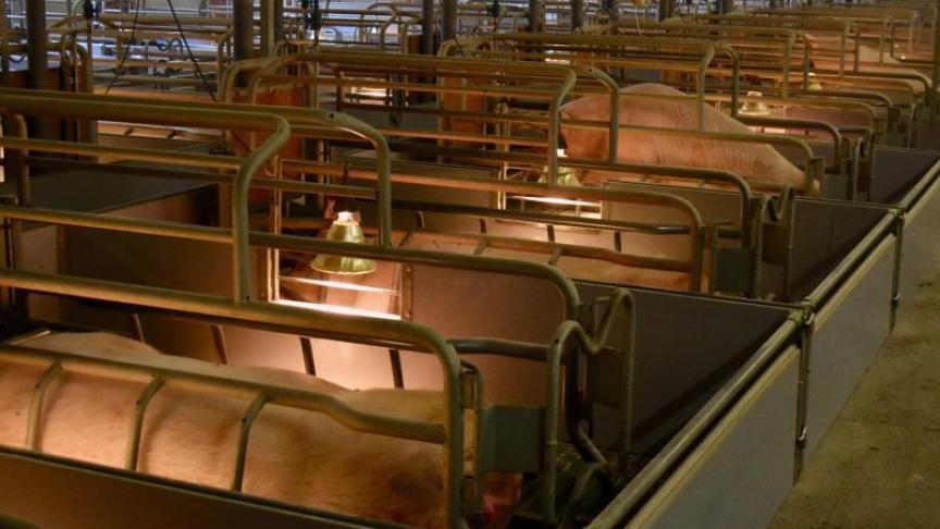 Het project ‘Weerbare varkens en boeren in Midden-West-Vlaanderen’ van Boerenbond met Inagro en Diergezondheid Vlaanderen wil inzetten op het correct toepassen van de bioveiligheidsvoorschriften en de gezondheidstoestand op de varkensbedrijven in Midden-West-Vlaanderen verhogen.