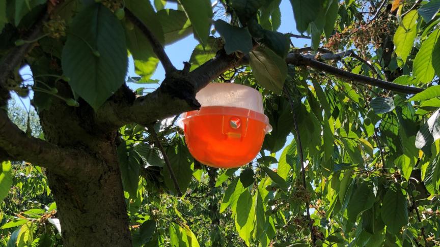 De gemeenten Borgloon en Hoeselt pakken de kersenvlieg aan via speciale vallen.