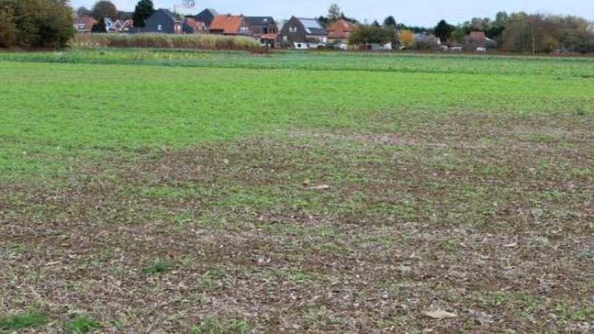 Van bij de opkomst was er een duidelijk verschil in ontwikkeling tussen de objecten, met een goede stand in de objecten met stalmest (achteraan) en compost en duidelijk de minste en de kleinste planten in de objecten met snippers (zowel hout als miscanthus) (vooraan op perceel).