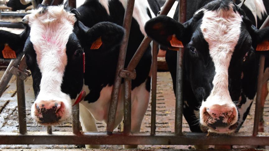Amcra brengt een nieuw advies uit over het rationeel gebruik van antibiotica bij melkkoeien.