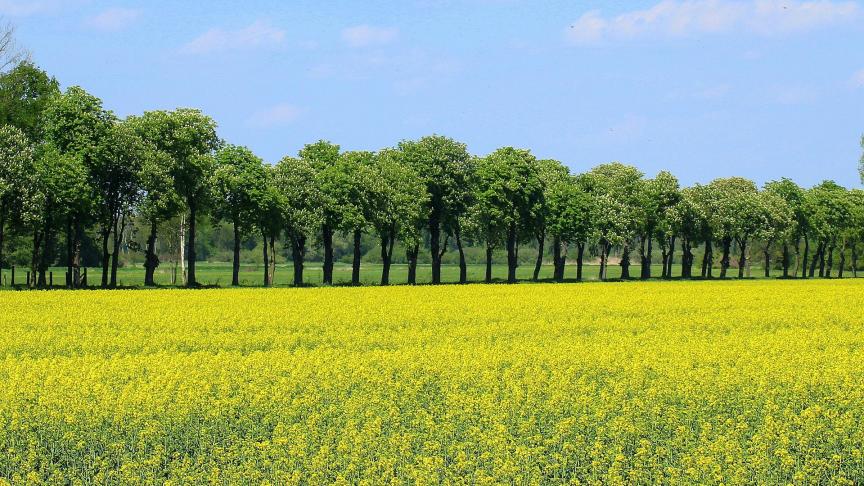 De Europese koolzaadprijs heeft een nieuw absoluut hoogtepunt bereikt.