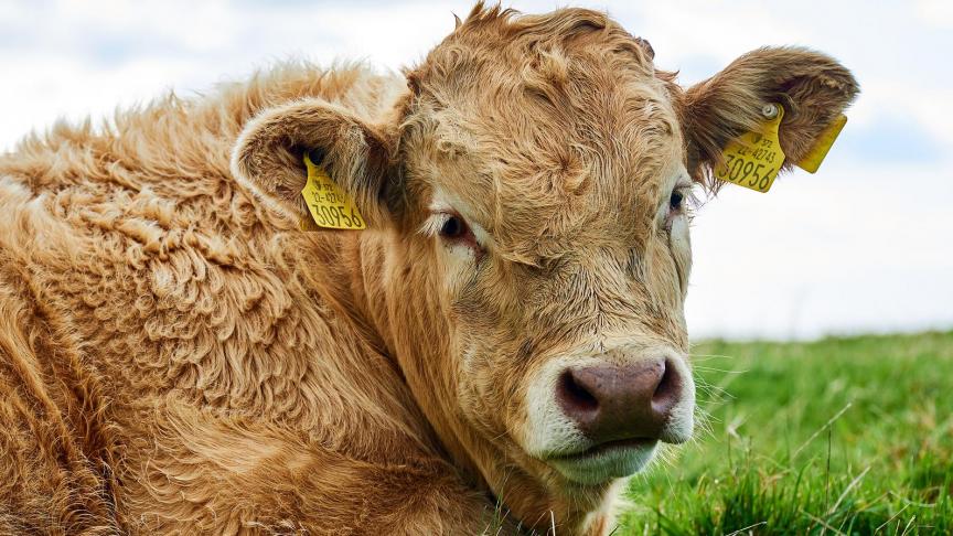 De overheidssteun, die de vorm zal aannemen van rechtstreekse subsidies, zal openstaan voor landbouwers en bedrijven die actief zijn in de rundvleessector in Ierland.