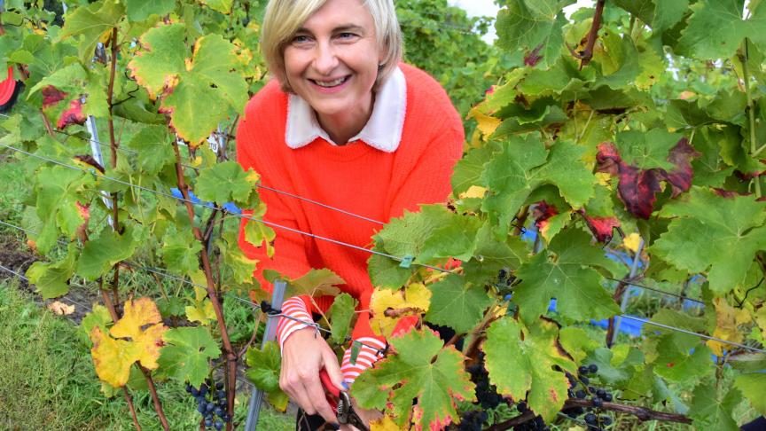 Vlaams minister Hilde Crevits:  De wijnsector groeit en bloeit. Het is tijd om verder te professionaliseren en de krachten te bundelen.