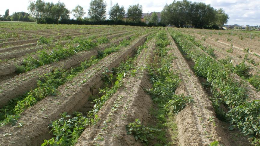 Vlaanderen trekt geld uit voor onderzoeksprojecten in de biologische landbouw.