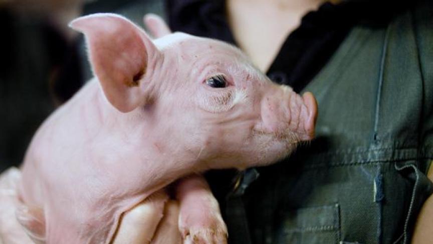 Vooral vanuit de varkenssector komen momenteel veel hulpvragen.