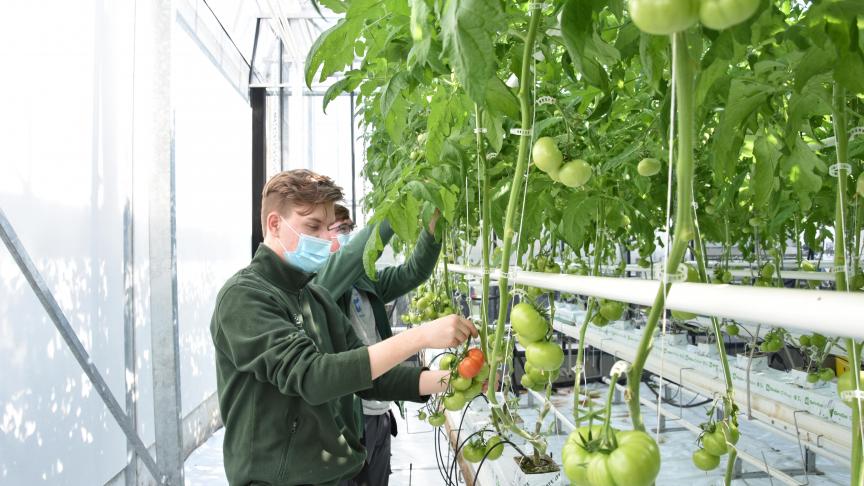 De teelt van tomaten op substraat wordt opgevolgd door de leerlingen van de derde graad.