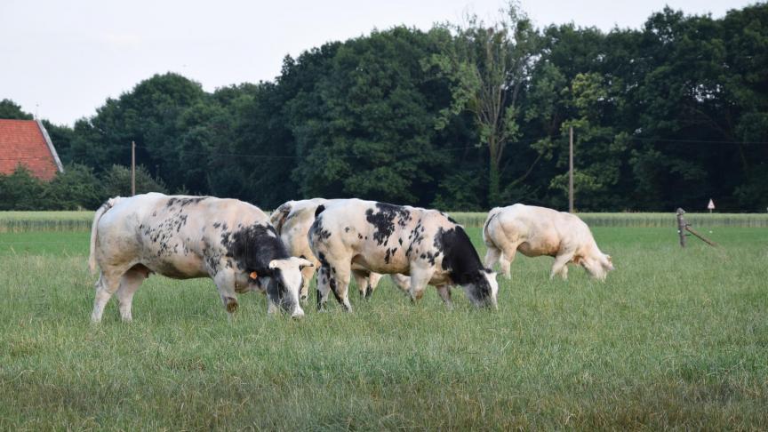 De landbouwconjunctuurindex is gestegen van 71 naar 82. Bijna alle deelsectoren gaan erop vooruit, met als uitschieters vleesvee (100) en sierteelt onder glas (109).