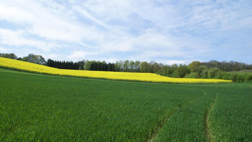 Land- en tuinbouwers ontvangen de vergroeningspremie wanneer zij op hun subsidiabel areaal bepaalde vergroeningseisen naleven.