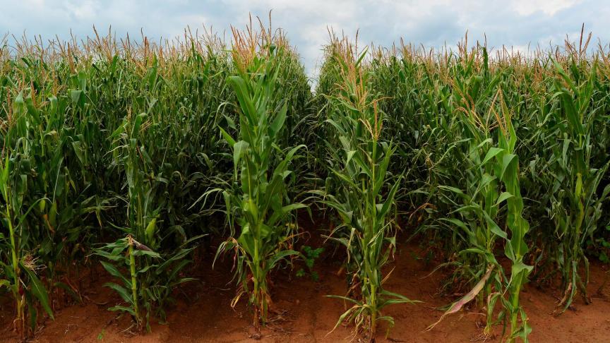 Voor maïs wordt een bovengemiddelde productie verwacht, met een recordoogst in Brazilië en een meerjarige recordoogst in Zuid-Afrika (foto).