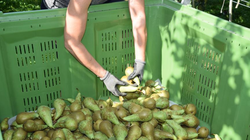Hoe meer hardfruit wordt opgeslagen in de frigo’s na de oogst, hoe lager de prijs wordt. Het valt te overwegen om de kleine plukmaat niet meer te oogsten.