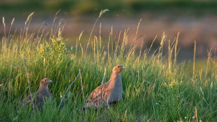 Onder de projecten met betrekking tot akkervogels is het Interregproject Partridge al enkele jaren bekend.