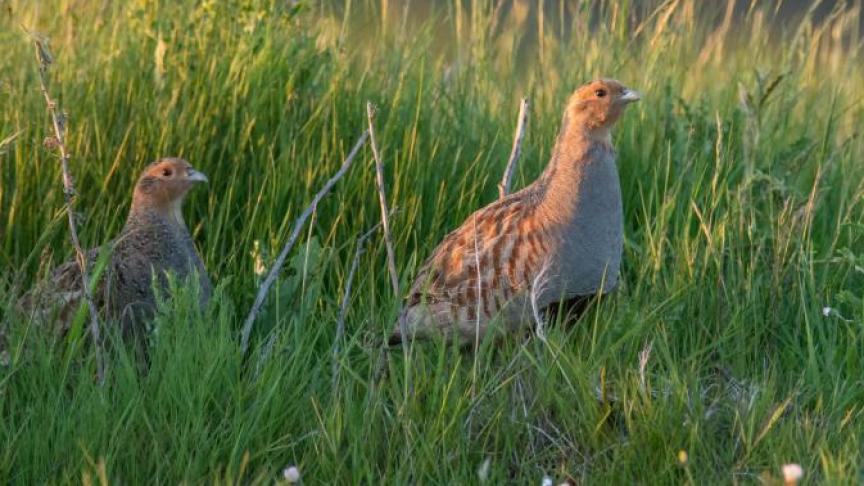 Bij de opmaak en de implementatie van de soortenbeschermingsplannen ‘Akkervogels’ en ‘Grauwe Kiekendief’ is al op constructieve manier overlegd tussen de beide administraties en de belanghebbenden.