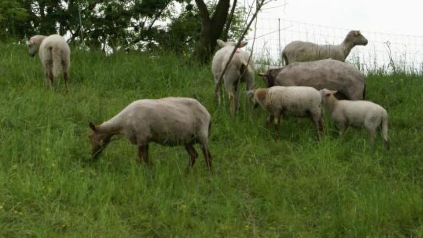 Voor begrazing zet het Agentschap Natuur en Bos onder meer schapen in.