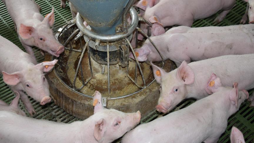 Vanaf dit jaar zal de semibrutowinst verhogen voor grotere varkensbedrijven.