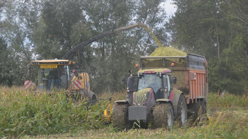 Welk effect hadden droogte en hoge temperaturen op kuilmaïs? Help mee informatie vergaren en vul de enquête in.