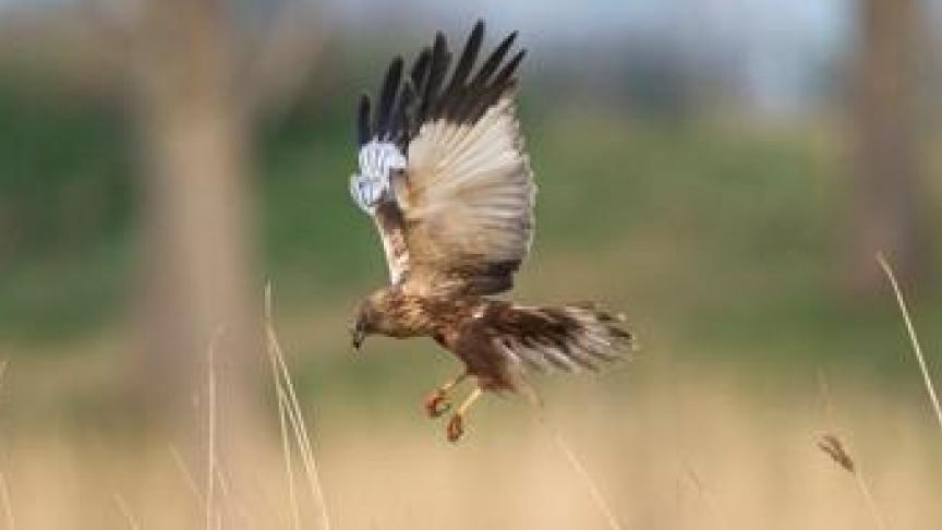 Vlaams minister van Natuur Zuhal Demir wil de nesten en jongen van een aantal broedvogelsoorten op landbouwpercelen beter beschermen.