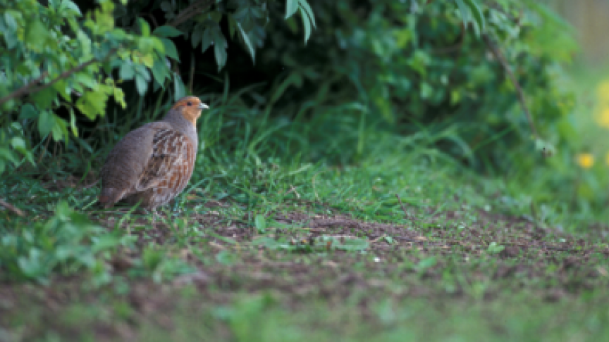 Met dit nieuwe reglement kunnen de landbouwers die werkzaam zijn in de demogebieden voortaan aanspraak maken op ondersteuning voor het uitvoeren van experimentele maatregelen die een win-win nastreven voor zowel de landbouw, de natuur als de jacht.