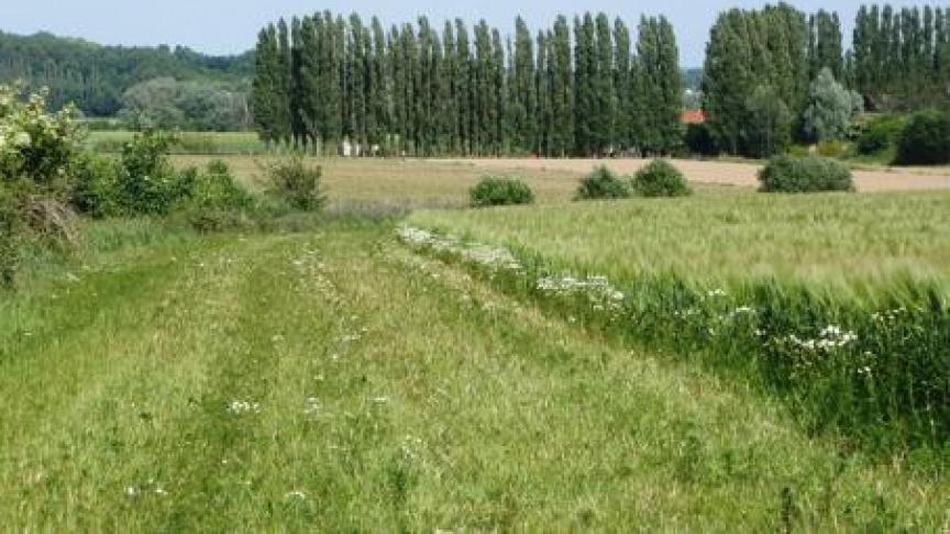 In totaal ontvingen 3.749 landbouwers met een lopende beheerovereenkomst in 2020 samen 17 miljoen euro, goed voor een oppervlakte van meer dan 12.755 hectare aan maatregelen voor milieu, natuur en landschap in Vlaanderen.