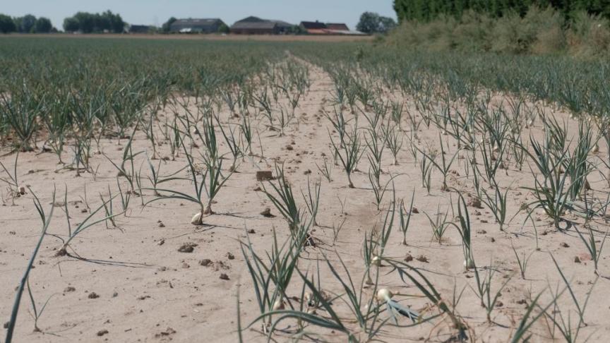 De droogte zorgde voor grote verliezen in de land- en tuinbouw.