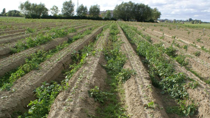 Biologische middelen worden vooral in de groenteteelt en de fruitteelt gebruikt, veel minder in akkerbouw.