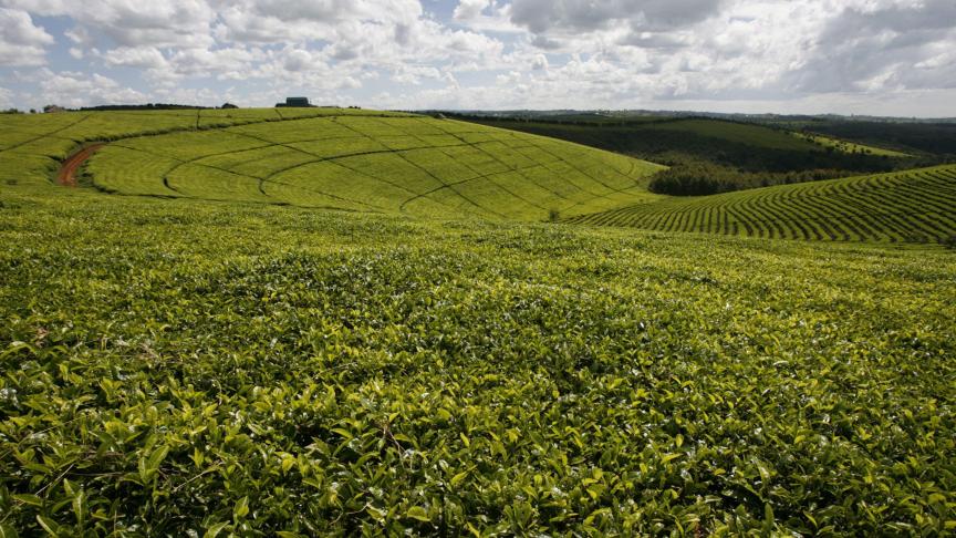Door de klimaatverandering zouden de gebieden met de beste omstandigheden voor theeproductie in Kenia tegen 2050 met een kwart verminderen.