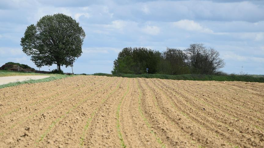 Volg de aanwezigheid van bladluizen in bietenvelden goed op.