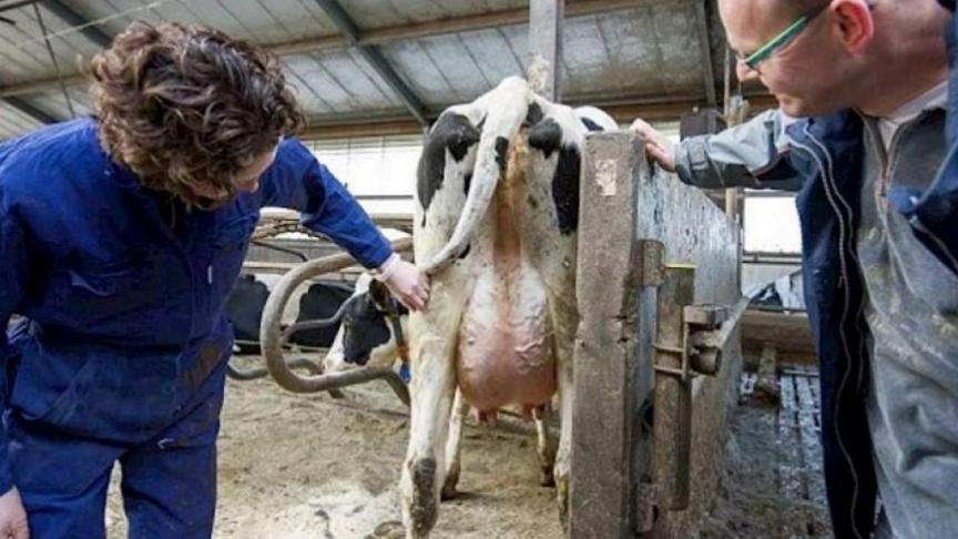 DGZ lanceert in samenwerking met ARSIA de FarmFit app, dé onmisbare applicatie voor dierenartsen en veehouders.