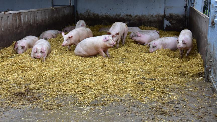 Voornamelijk de pluimveehouderij, varkenshouderij en schapenhouderij vertonen stevige groeicijfers voor hun biologische veestapel.