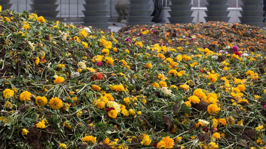 Door de coronapandemie moesten heel wat siertelers hun bloemen wegdoen. Aan de zwaar getroffen sector werd ruim 10 miljoen euro Vlaamse steun uitbetaald.