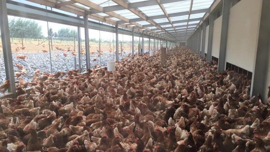 Door risico op vogelgriep is er momenteel ophokplicht. Door het zeil zie je de oppervlakte van 7 ha waar de kippen normaal op lopen.