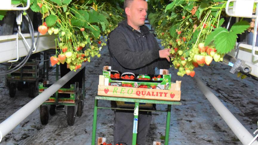 Ook dit jaar zijn er veel helpende handen nodig voor de oogst in de land- en tuinbouw.