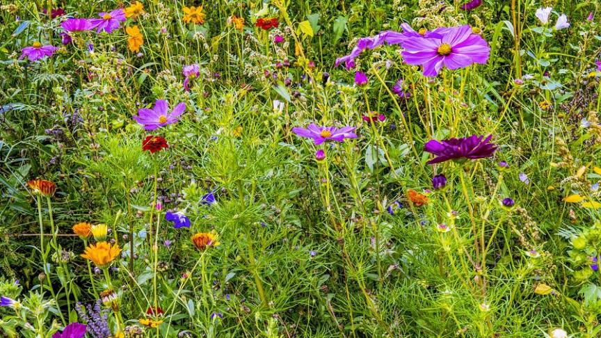 Vlaamse landbouwers leveren al heel wat inspanningen op het vlak van biodiversiteit, onder meer door de aanleg van bloemenweides.