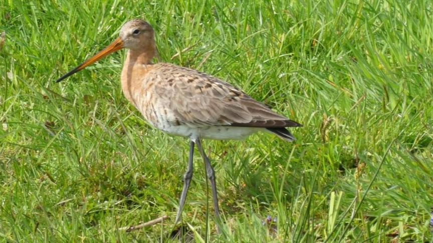 De grutto, een trekvogel gebonden aan landbouwgebied, is een zeldzaamheid geworden door het verlies van leefgebied in Vlaanderen.