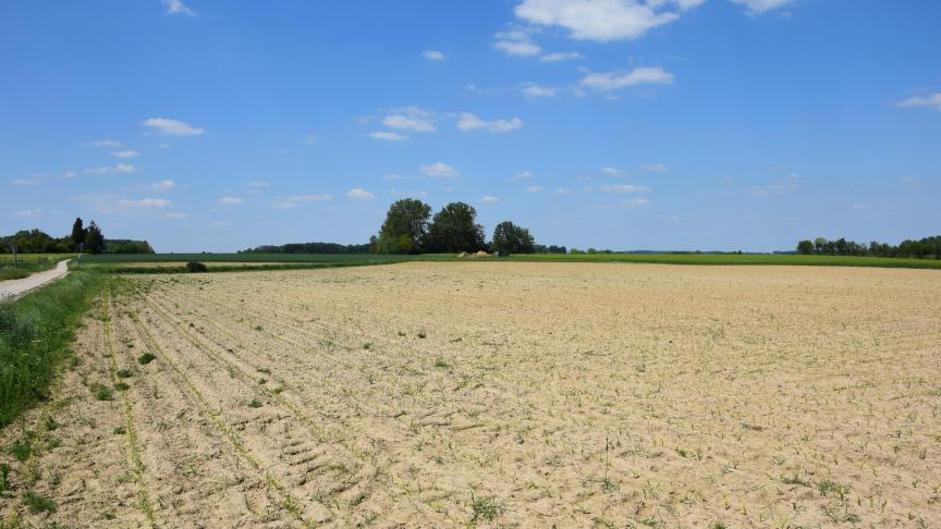 De hevige regenval kan voor nieuwe onkruidkieming zorgen in maïsvelden.