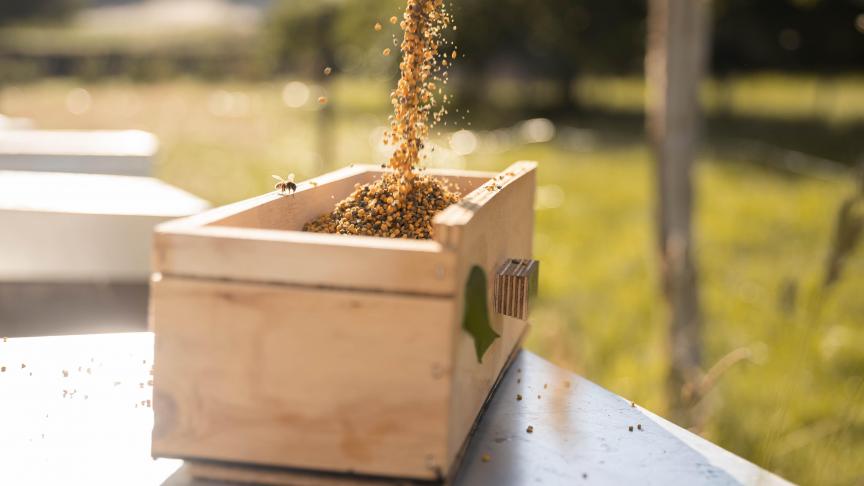 De bijenkasten die voor stuifmeel worden geoogst, worden dagelijks bezocht om de kwaliteit van het stuifmeel te garanderen. Er wordt 