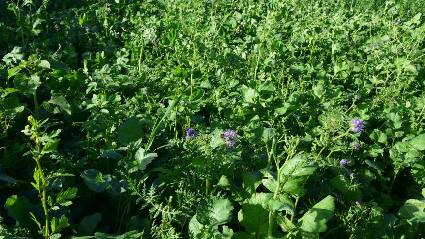 Landbouwers kunnen kiezen voor bodemvriendelijke teelten. Dat zijn bijvoorbeeld teelten die vroeg van het veld gaan, waardoor je sneller groenbedekkers kan zaaien die zich beter kunnen ontwikkelen.