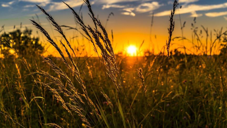 De internationale tarweprijzen daalden ook licht eind mei, maar lagen in mei gemiddeld 6,8% hoger dan in april.