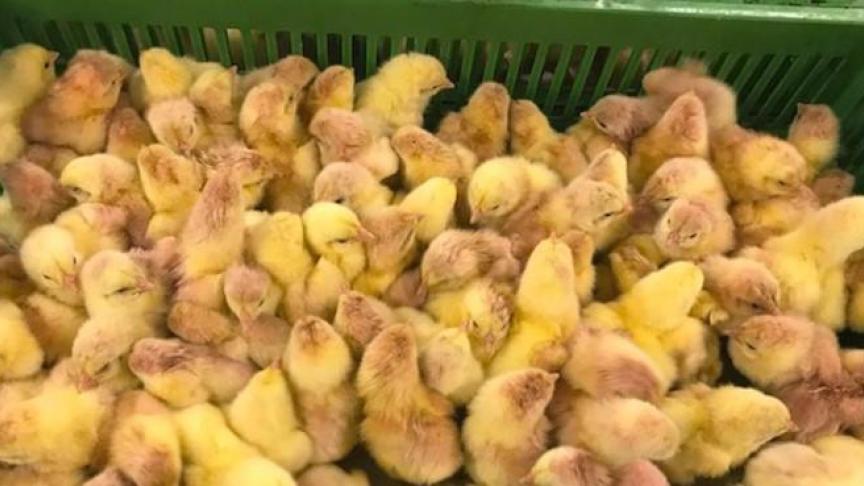 Slechts 15% van de kippen in België wordt gevaccineerd tegen coccidiose. Deze kuikens waren bij de gelukkigen.
