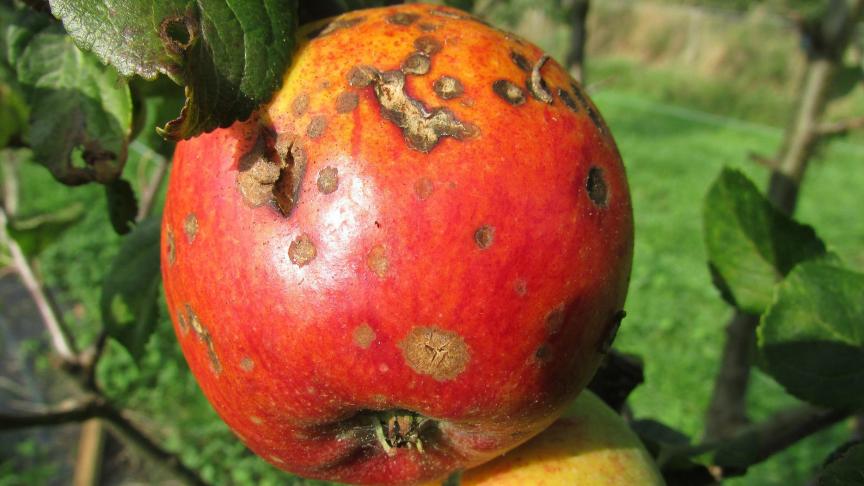 1 geïnfecteerde fruitboom kan een grote financiële impact hebben voor fruittelers die met de bacterie te maken krijgt.