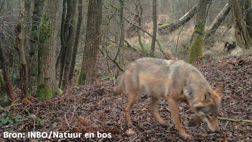 Afgelopen weekend zijn 4 nieuwe welpen van wolvin Noëlla gesignaleerd, zo melden het Instituut voor Natuur- en Bosonderzoek (INBO) en het Agentschap Natuur en Bos (ANB).