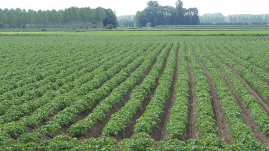 Voor de eerste keer in jaren is het areaal aardappelen in Vlaanderen gedaald.