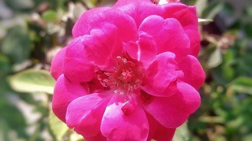 De Gallische roos is een compact groeiende roos die een hoogte bereikt van 30 tot 100 cm en die zich, zoals heel wat botanische rozen, uitbreidt door worteluitlopers te vormen.