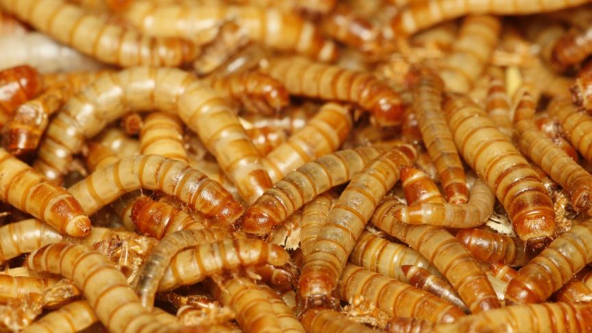 Meelwormen zouden een gunstige effecten hebben op het gebied van sportprestaties en gezondheid.
